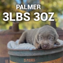 Palmer - Silver male Dilute Retriever puppy in Puyallup, Washington from 12 Door Farm Labradors