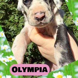 Olympia - Harlequin female Great Dane puppy in Bolivar, New York from Prophecy Danes