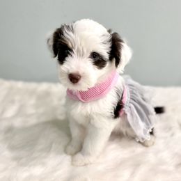 Aussiedoodle Puppies from Ever After Mini Doodles