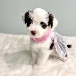 Aussiedoodle Puppies from Ever After Mini Doodles