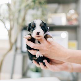 Tammy - Tri-color female Bernedoodle puppy in Murray, Utah from Sun Valley Doodles