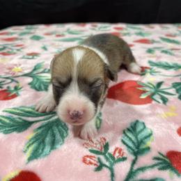 Sleepy - Red female Pembroke Welsh Corgi puppy in Barstow, California from Caldwell’s Corgis of Southern California