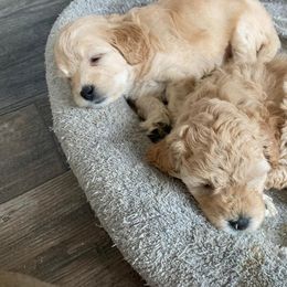 Goldendoodle Puppies from MidCoast Doodles (formerly Marriottsville Ridge Farm)