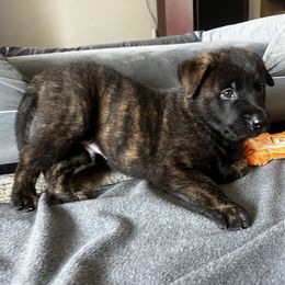 Stitch - Gold brindle male Dutch Shepherd puppy in Sault Ste. Marie, Michigan from Sugar Island Dutch Shepherds