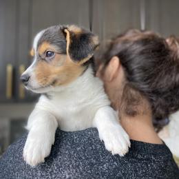 Pembroke Welsh Corgi Puppies from 777 Corgis