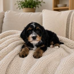 Lady - Black and tan female Cavapoo puppy in Floyd, Virginia from Hearts and Paws Poodles and Doodles