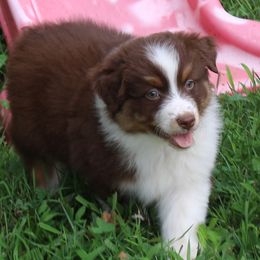 Grant - Red tri-color male Australian Shepherd puppy in Kansas, Oklahoma from Windy G Farm