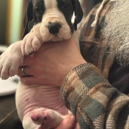 Girl 2 - Mantle female Great Dane puppy in Cadillac, Michigan from Garrow Danes House of Blues