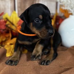 Grady - Black and rust male Doberman Pinscher puppy in Aredale, Iowa from Royal Dynasty Dobermann Kennel
