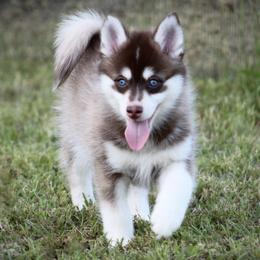 Cosmo - Red and white male Pomsky puppy in Wolfe City, Texas from Susan Warnock