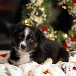 Bud - Black tri-color male Australian Shepherd puppy in Niles, Michigan from Tara's Australian Shepherds