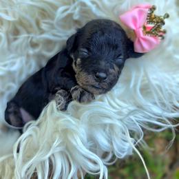 Taycan - female Cavapoochon puppy in Bullard, Texas from Cavapoochon Central LLC