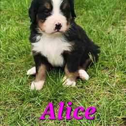 Alice - Black rust and white female Bernese Mountain Dog puppy in Auburn, Indiana from Swamp Creek Berners