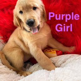 Purple - Golden male Golden Retriever puppy in Huntington Beach, California from American True Golden retriever