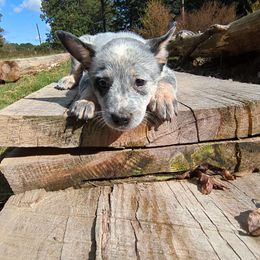 Heron - Blue mottled female Australian Cattle Dog puppy in Mena, Arkansas from Red Desert Australian Cattle Dogs