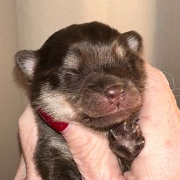 Boy 1 - Chocolate male Pomsky puppy in Leesburg, Virginia from Capital Pomsky