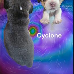 Cyclone - Black fawn and white female Beagle puppy in Brockway, Pennsylvania from Sugar Hill Hounds
