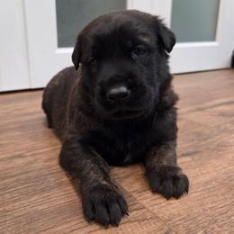 Beast (Dutch brindle male) - Black brindle male Dutch Shepherd puppy in Signal Mountain, Tennessee from Torgun Police Dogs