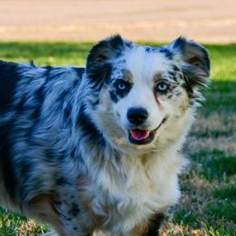 Shelby - Miniature Australian Shepherd