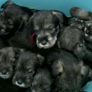 Standard Schnauzers from Justa Standard Schnauzers