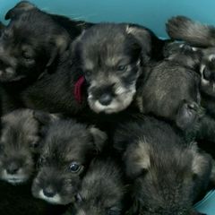 Standard Schnauzers from Justa Standard Schnauzers