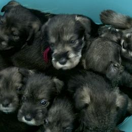 Standard Schnauzers from Justa Standard Schnauzers