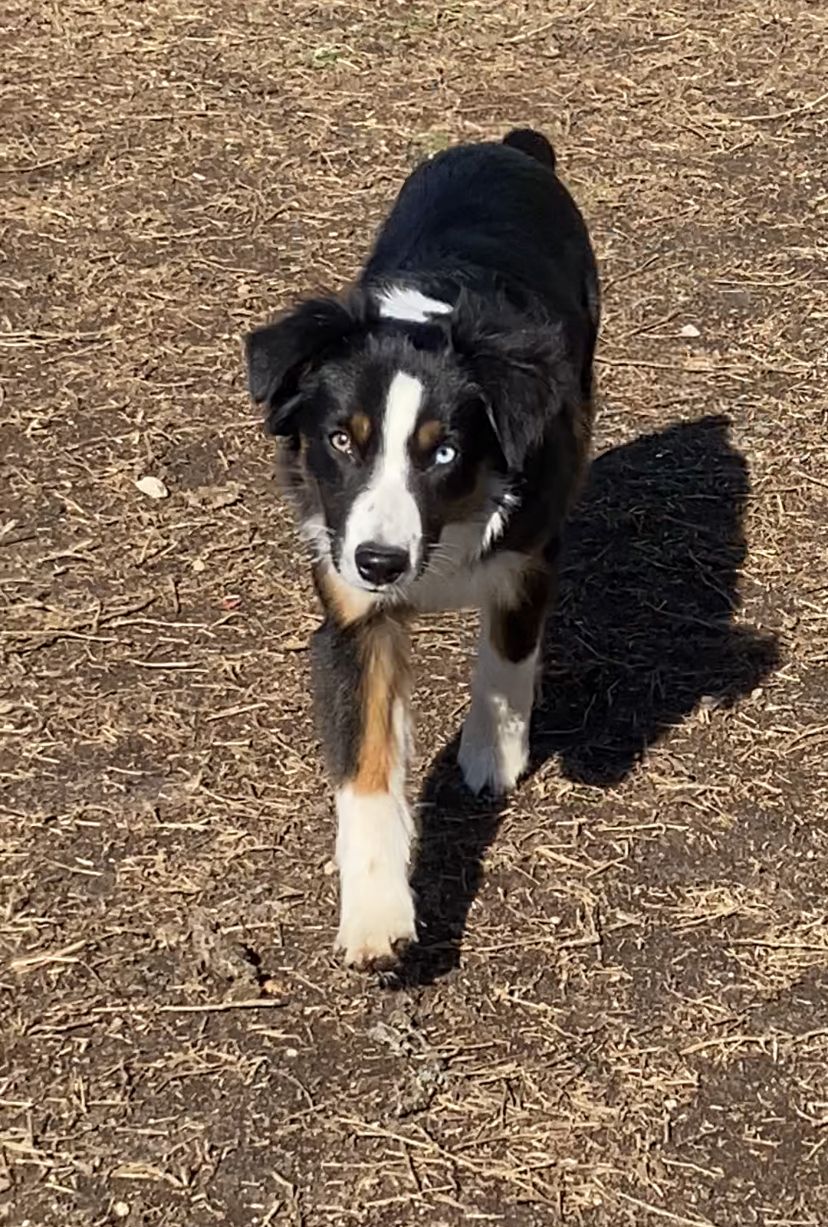Miniature American Shepherds, Miniature Australian Shepherds, and Toy Australian Shepherds from Southern Promise Aussie’s