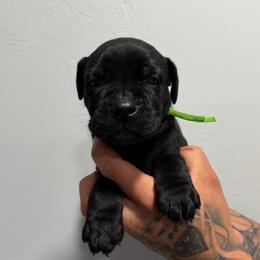 Male 1 - Black male Cane Corso puppy in Cashion, Oklahoma from APEXOK Cane Corsos LLC