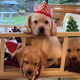 Labrador Retrievers from Landsburg Labradors