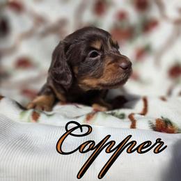 Copper - Chocolate and tan male Dachshund puppy in Los Angeles, California from One Love Doxies