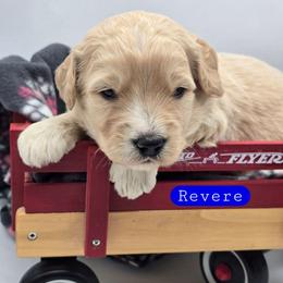 Revere - Apricot male Goldendoodle puppy in Neillsville, Wisconsin from Granton Creek