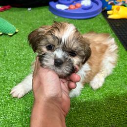 Bobby - Black gold and white male Shih Tzu puppy in Bourne, Massachusetts from Shih Tzu Pups
