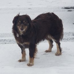Kaya - Australian Shepherd