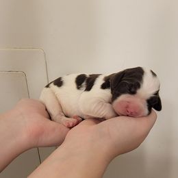 Boy 2 - Liver and white male Brittany puppy in Rhoadesville, Virginia from HOMESCHOOLED BRITTANYS LLC
