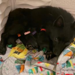 Schipperke puppies from Curtin Creek Schipperkes