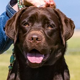 Midge - Labrador Retriever