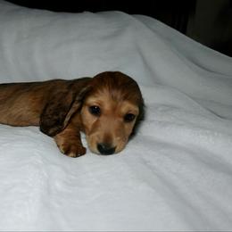 Peanut.. shaded red AKC,vet checked, microchipped - Red male Dachshund puppy in Texarkana, Texas from Millys Pups