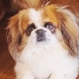 Pekingese from Deena Wood's Pekingese
