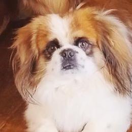 Pekingese from Deena Wood's Pekingese