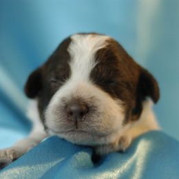 Lagotto Romagnolo Puppies from Morena