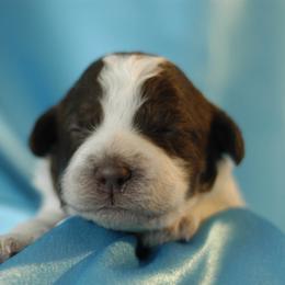 Lagotto Romagnolo Puppies from Morena
