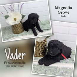 Aussiedoodle, Australian Mountain Doodle, Bernedoodle, and Poodle Puppies from Magnolia Grove Doodles