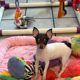 Toy Fox Terrier Puppies from Ultra Quest Show Dogs
