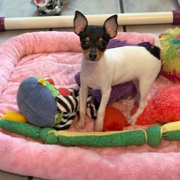 Toy Fox Terrier Puppies from Ultra Quest Show Dogs