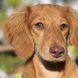 Girl 1 - Chocolate Dachshund puppy in Saint Petersburg, Florida from Channelledox