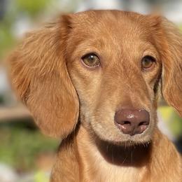 Girl 1 - Chocolate Dachshund puppy in Saint Petersburg, Florida from Channelledox