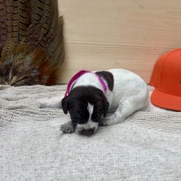 Magenta - Liver roan female German Shorthaired Pointer puppy in Roodhouse, Illinois from Hurricane Creek Gun Dogs