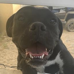 Ebony - Boxer