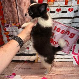 Lucas - Black and white male Chihuahua puppy in Palmyra, Indiana from Country Star Chihuahuas