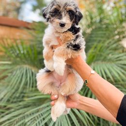 Aussiedoodle, Bernedoodle, Goldendoodle, and Poodle Puppies from Teddy Doodles & Standard Poodles